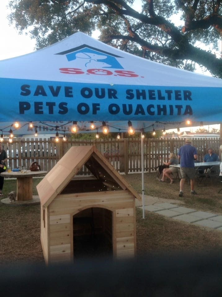 Hopeful dog at the shelter