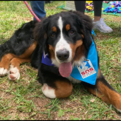 Pet Pageant Competition Woofstock 2024.